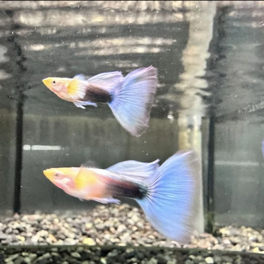 『蓝礼服欧翼』精品孔雀鱼 金背满麟 开箱视频报损 入缸后不包