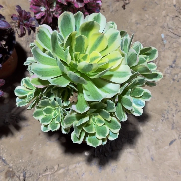雨花石脱土发货9.9
