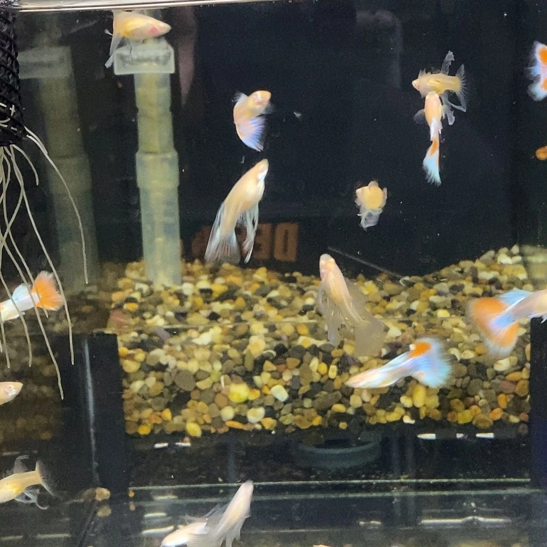 孔雀鱼蓝白大c火烧云3对福利