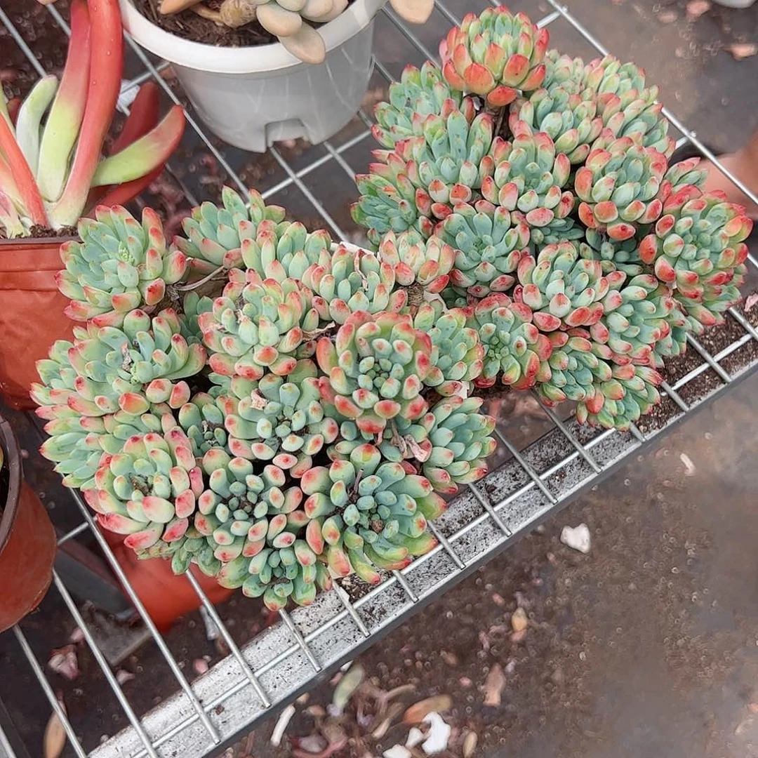 蓝苹果多头精控整桩二盆