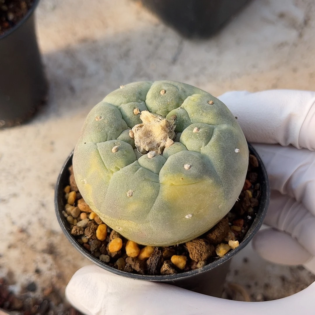 日系龟甲鱼锦一物一拍