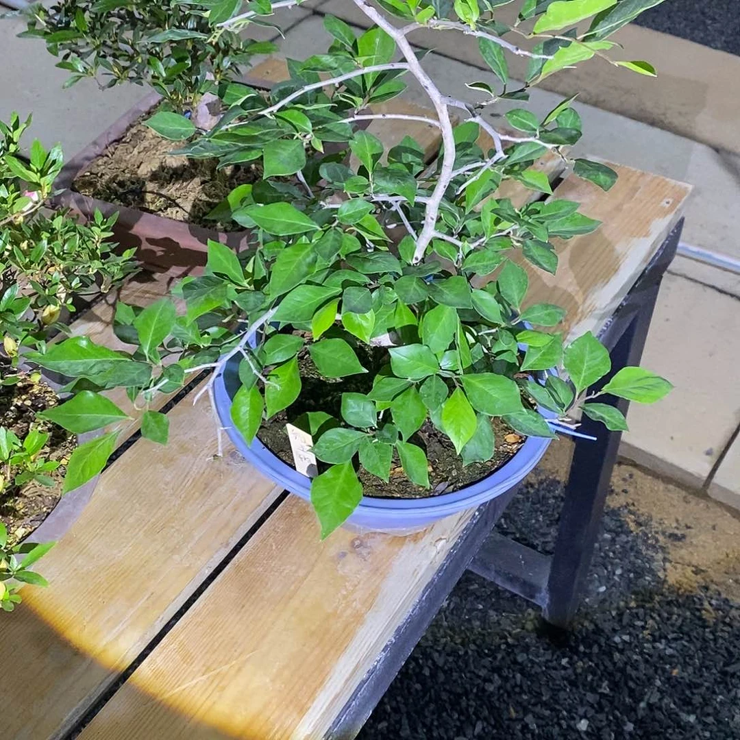 小****满杜鹃花包邮2929