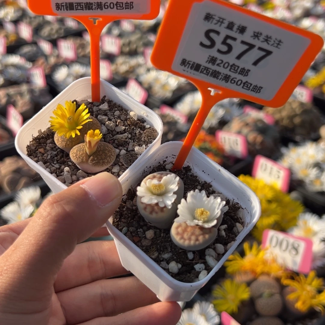 576.577 一物一拍，默认有伤，介意勿拍，不退不换