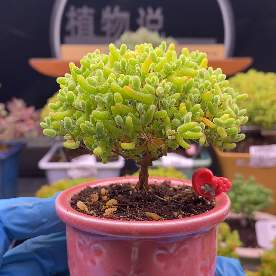 26 蜜橘。