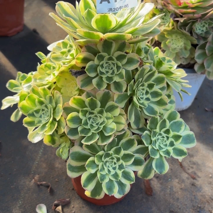 瑞妈，，。。，155保时捷，