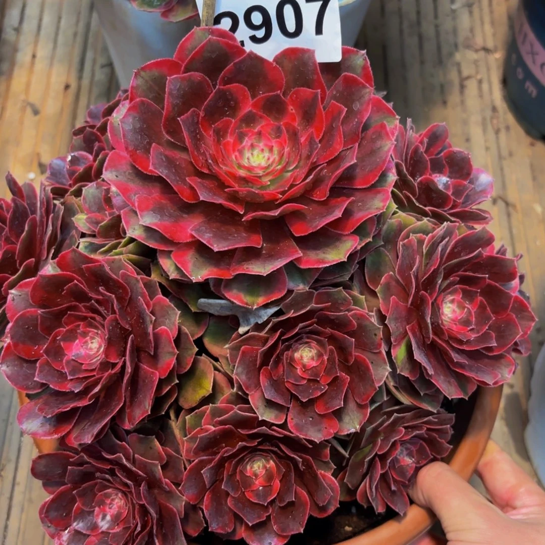 2907多肉植物倾城之恋