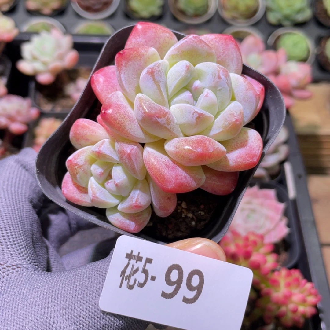 花利美 5-99冰玉