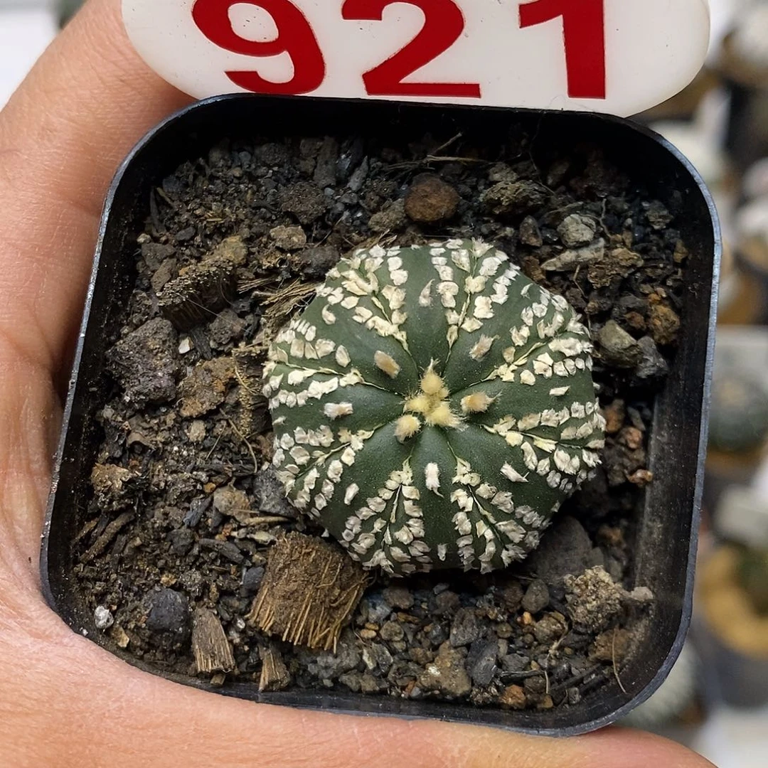 921福利特价来了哦吼吼