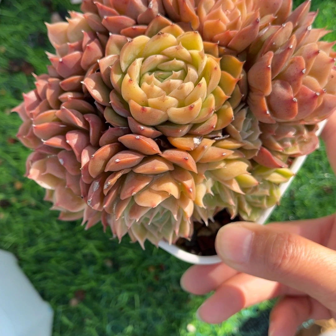 多肉植物0285 满30包邮