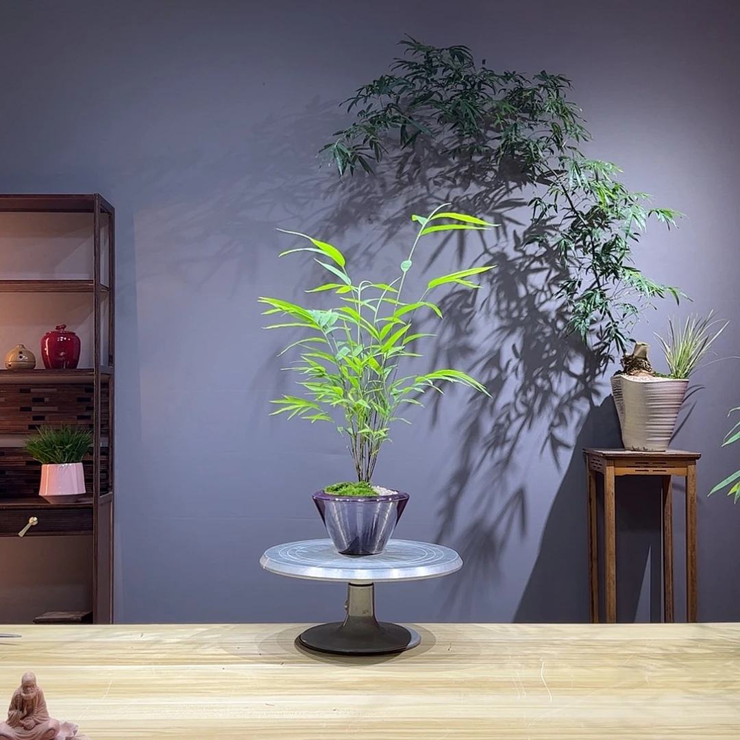 无花朵老桩精品竹盆景作品
