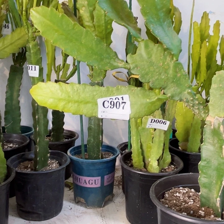 当前无花栽培后可以开花16