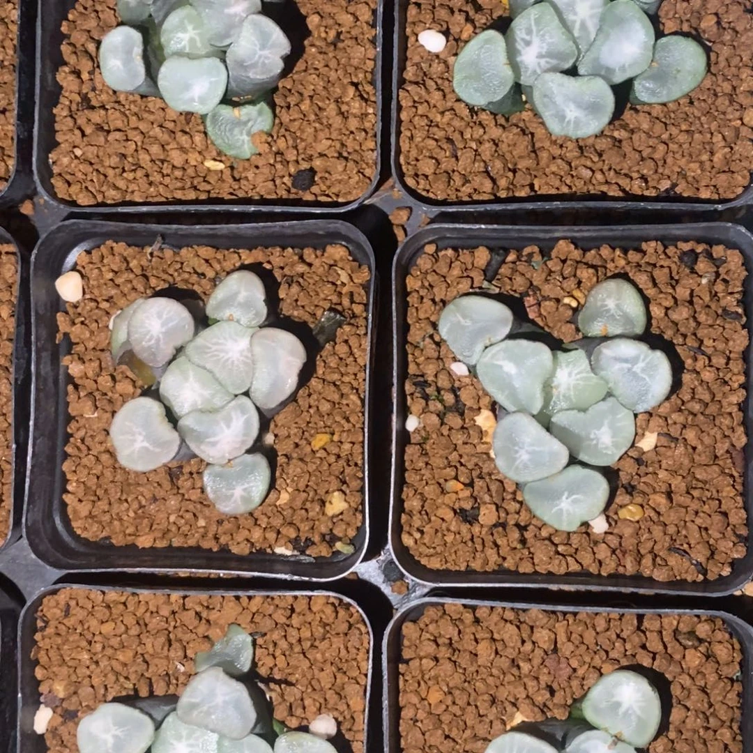 一颗大望乡万象。