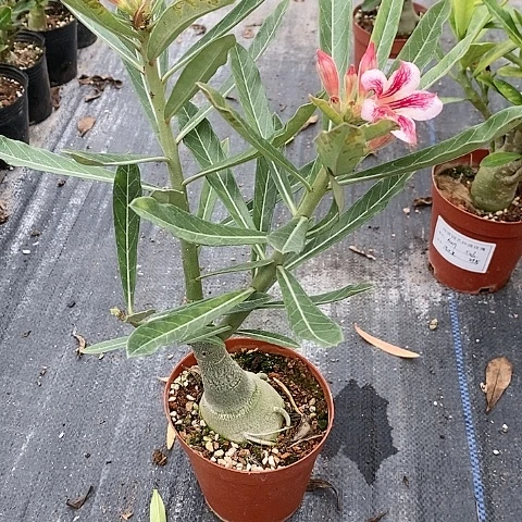 【闪购商品】傲*绿植