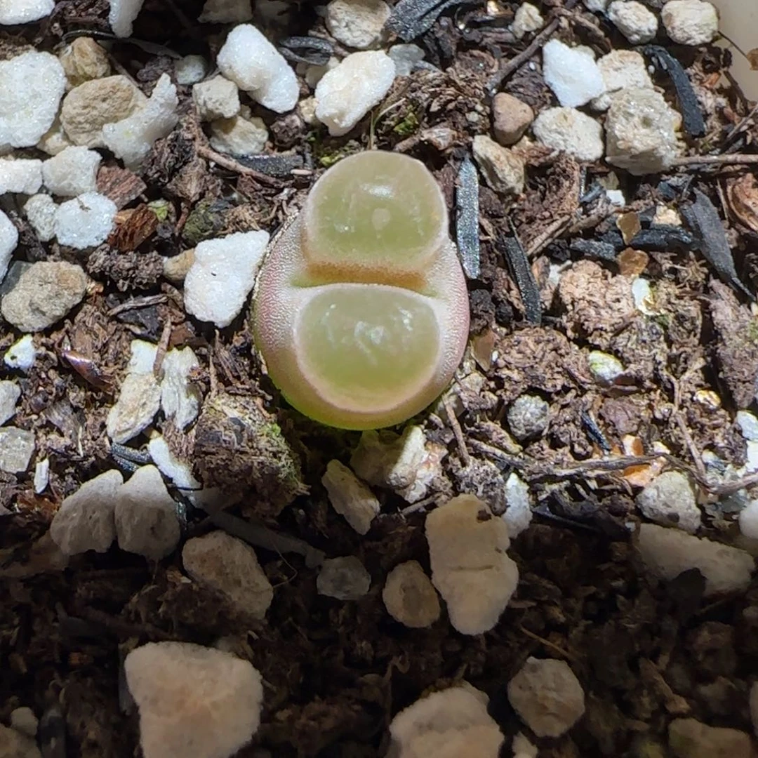 蓝*@肉锥多肉植物百科-磁铁1624