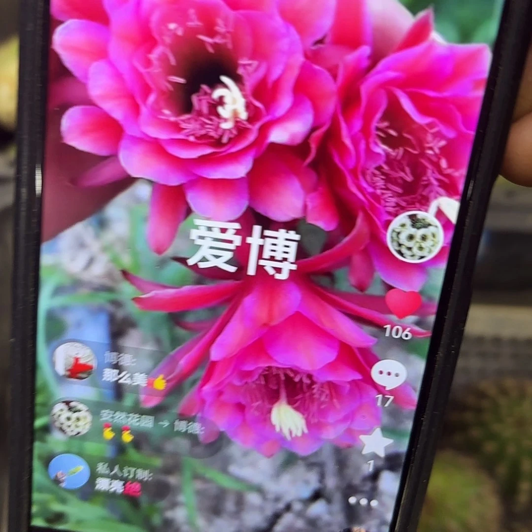 爱伯金妞侧牙20包邮50