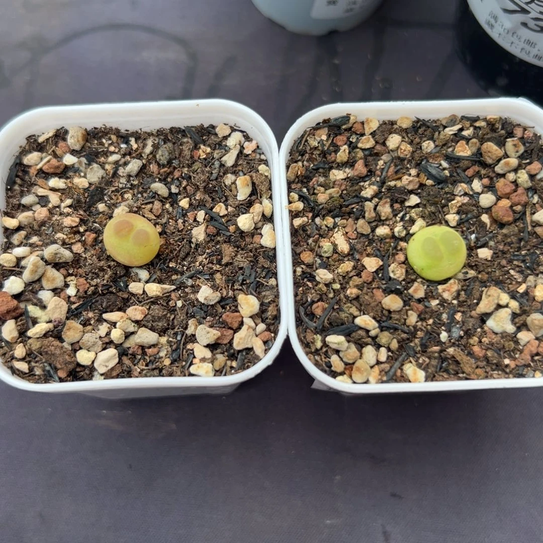 S****?757两颗拉登带盆土发货