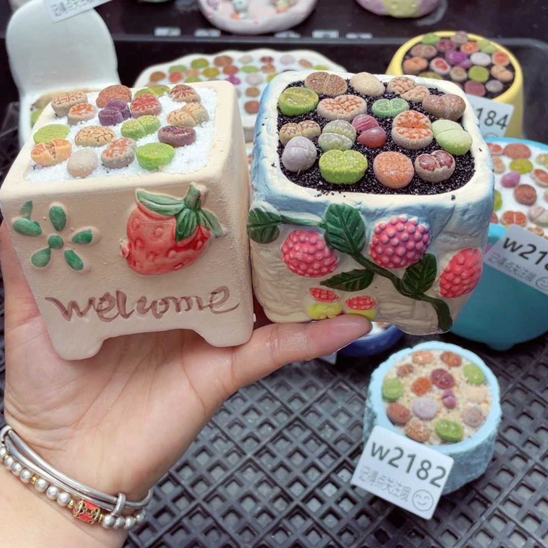 w2189 带盆土发货一物一拍