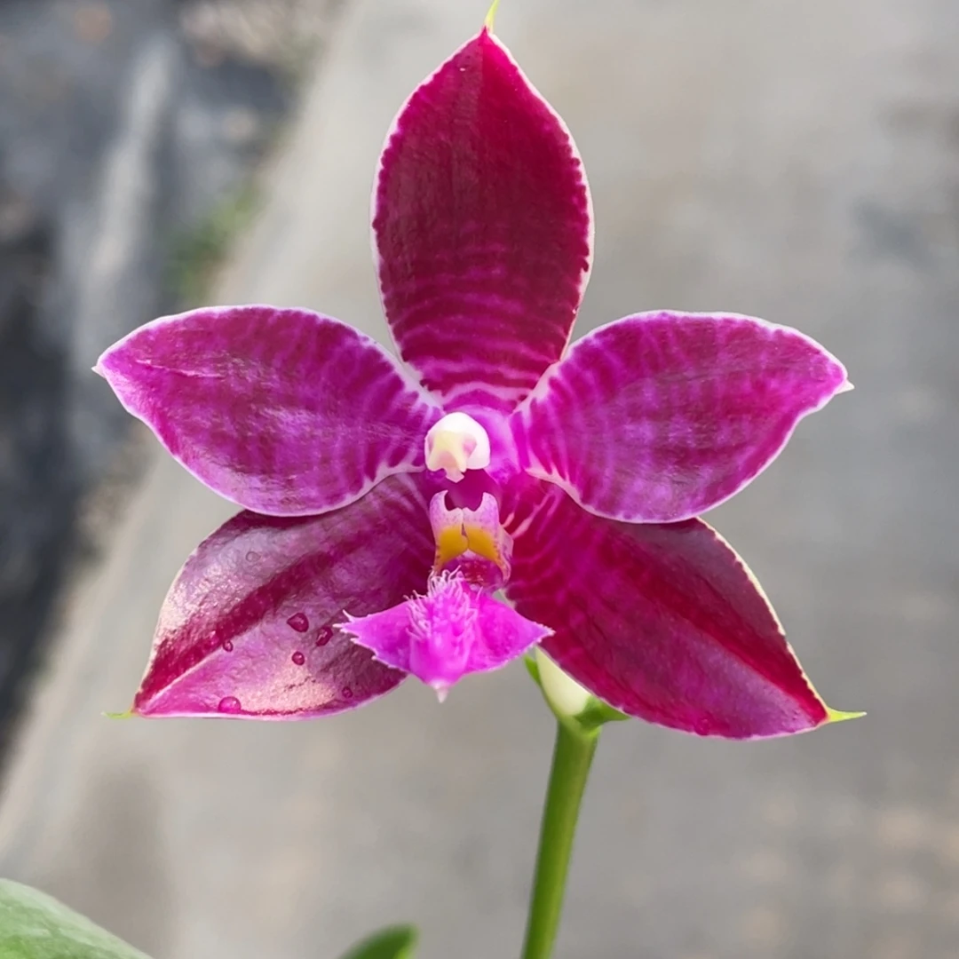 完全开放yc70，野鸡路德，浓香