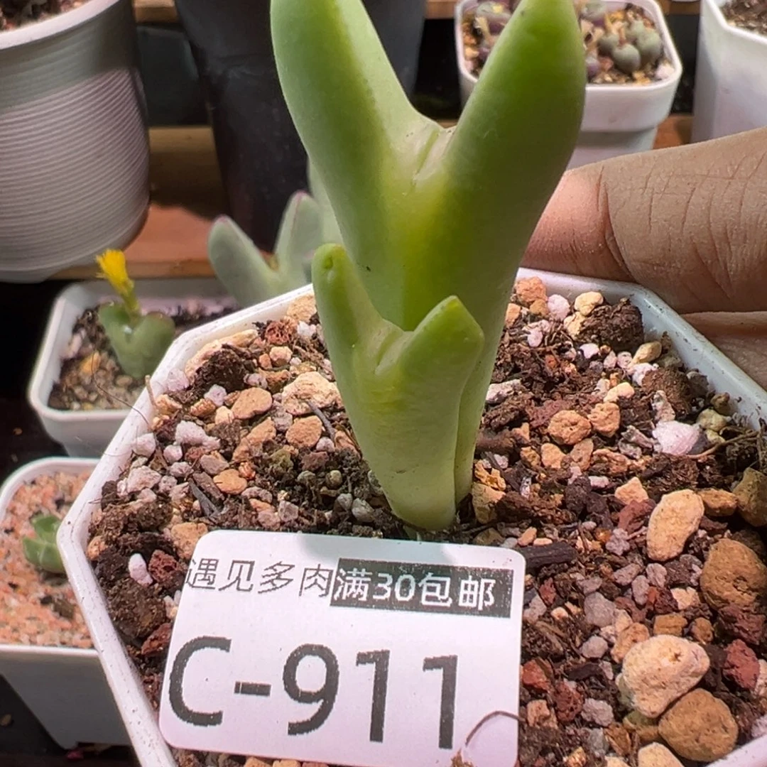 多肉植物111111111111