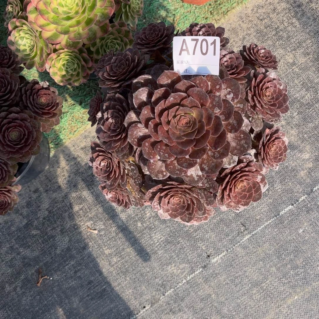 多肉万灰锦000000701