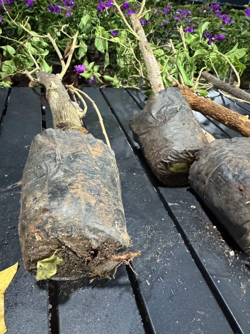 一物一拍 三角梅次年生老根 裸根 不带花 不带叶 发货