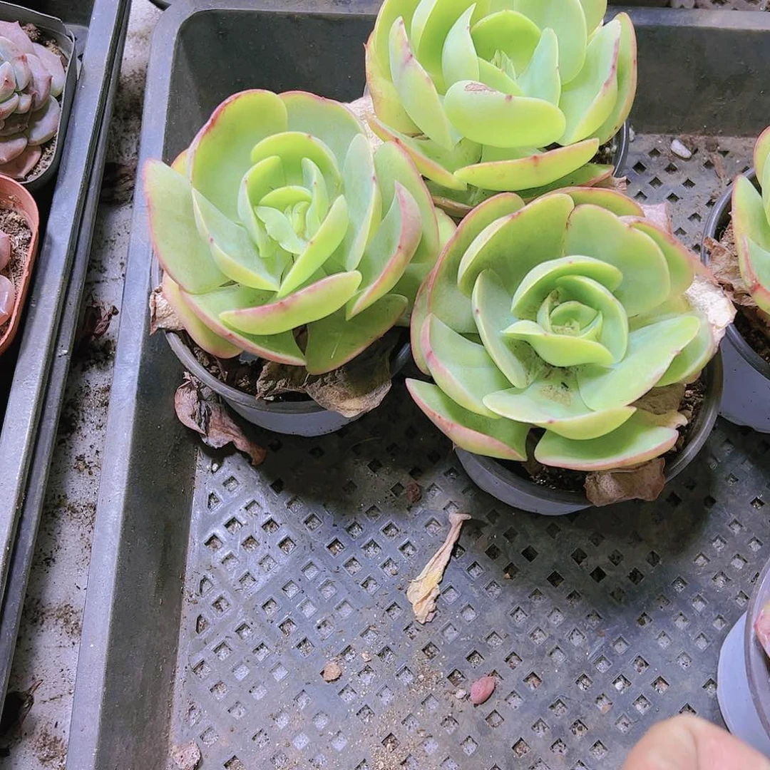 大碧桃19包邮多肉