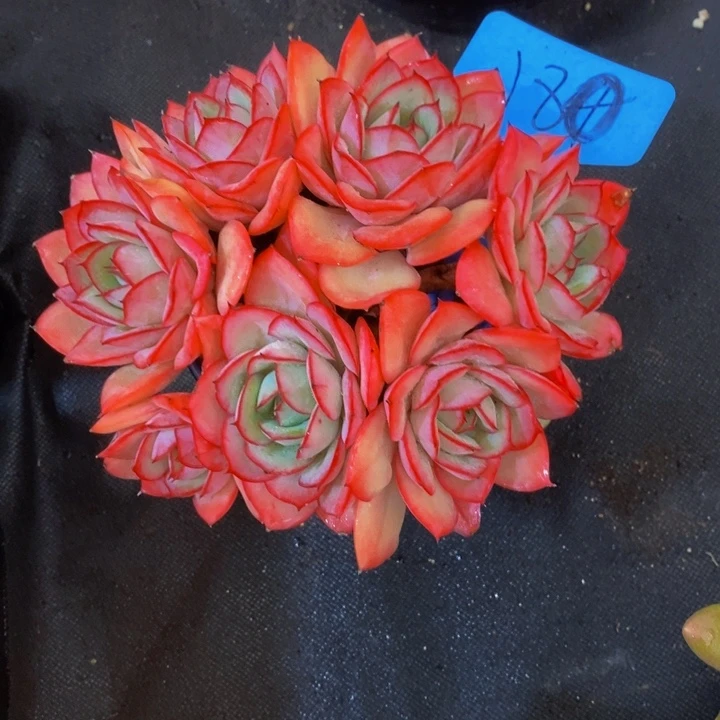 @****这些东西你就可以随便用