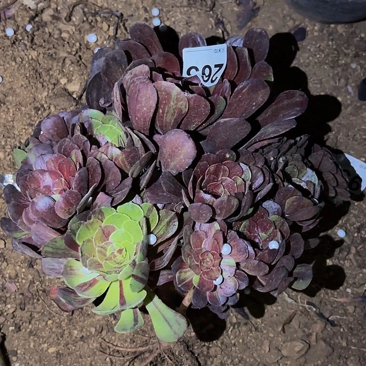 263花花公子多肉
