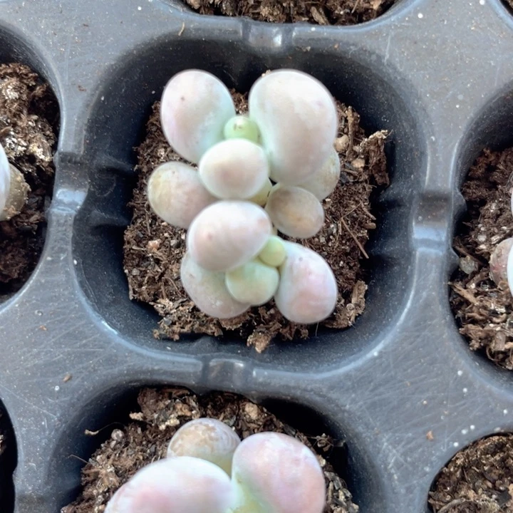 蛋黄奶双头发3颗满18包邮