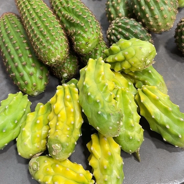 进口虾鬼见城侧芽一个