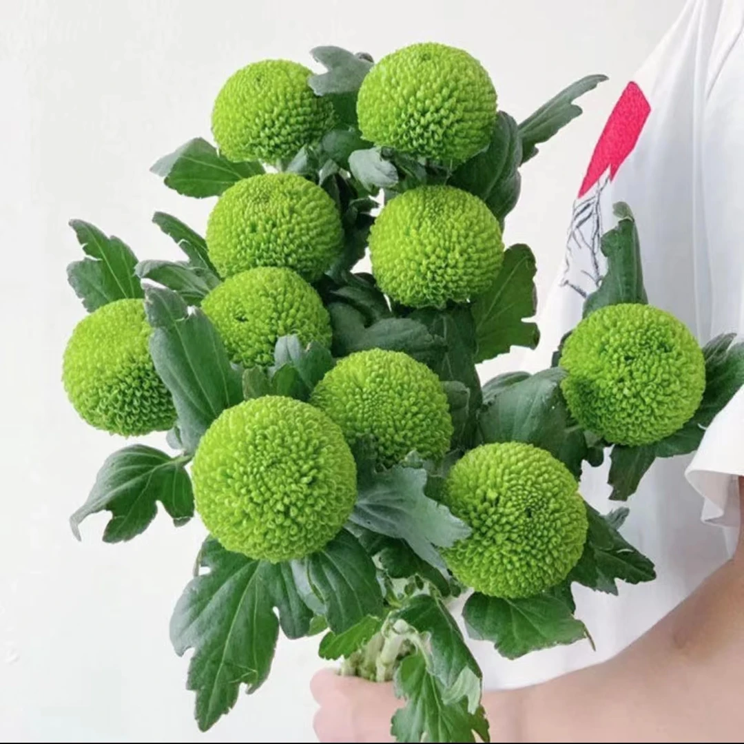 10枝绿色乒乓菊  【两单顺丰冷链或京东空运】云南鲜花基地直发家用