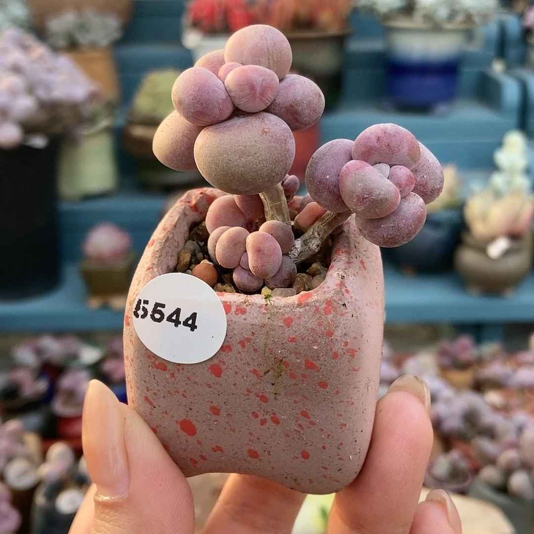 5544糖果腰子蛋带盆土