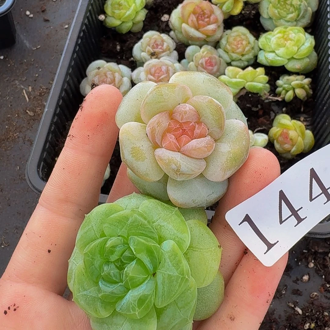 幼***言多肉植物多肉植物144