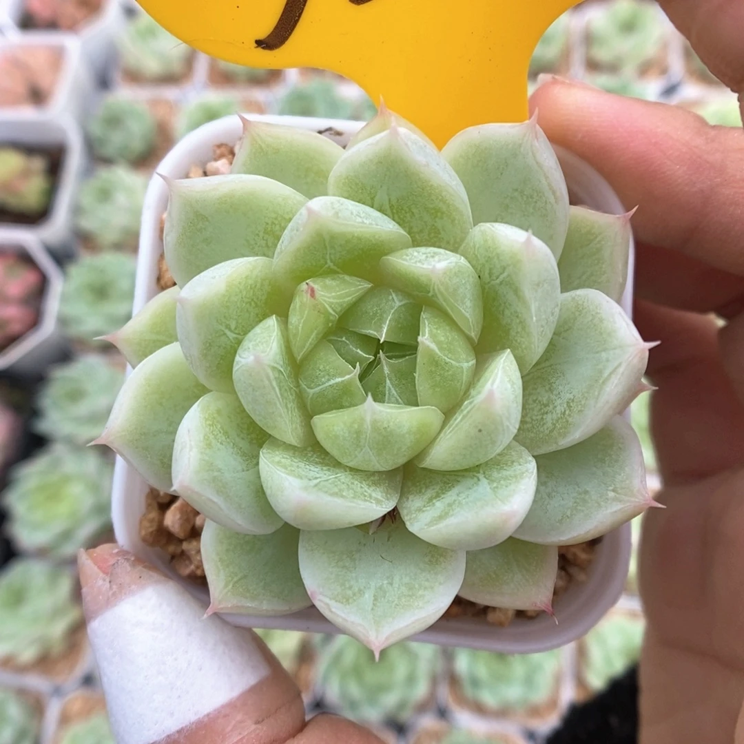 暗纹麦秆328号。