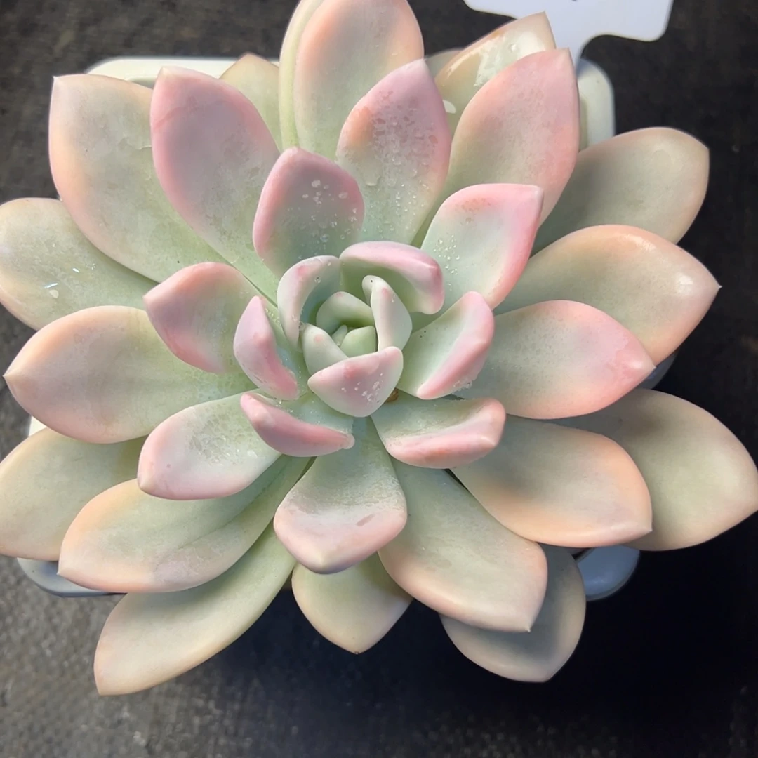 重***始212号奥普锦多肉植物15