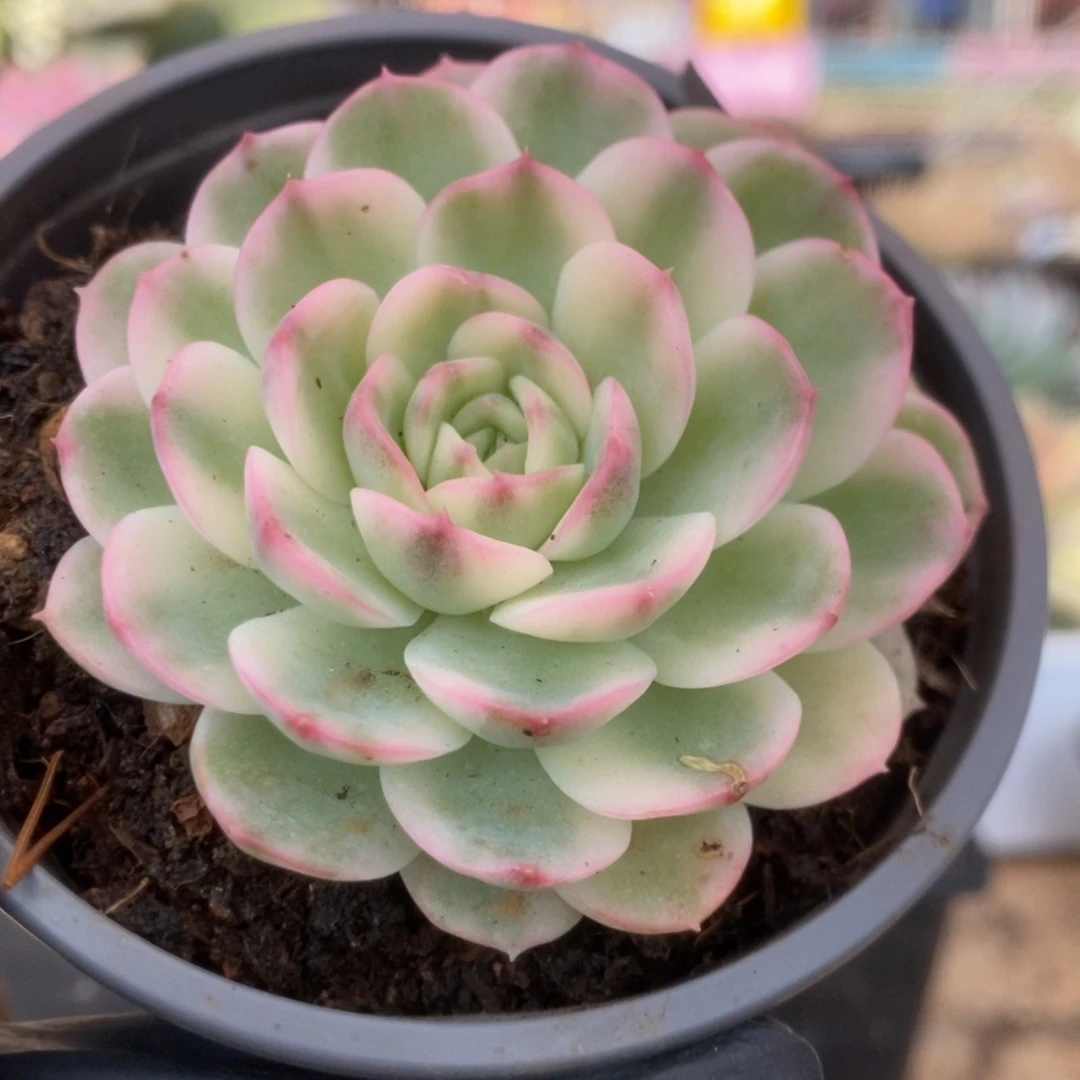 695茉莉花锦锦锦锦锦锦