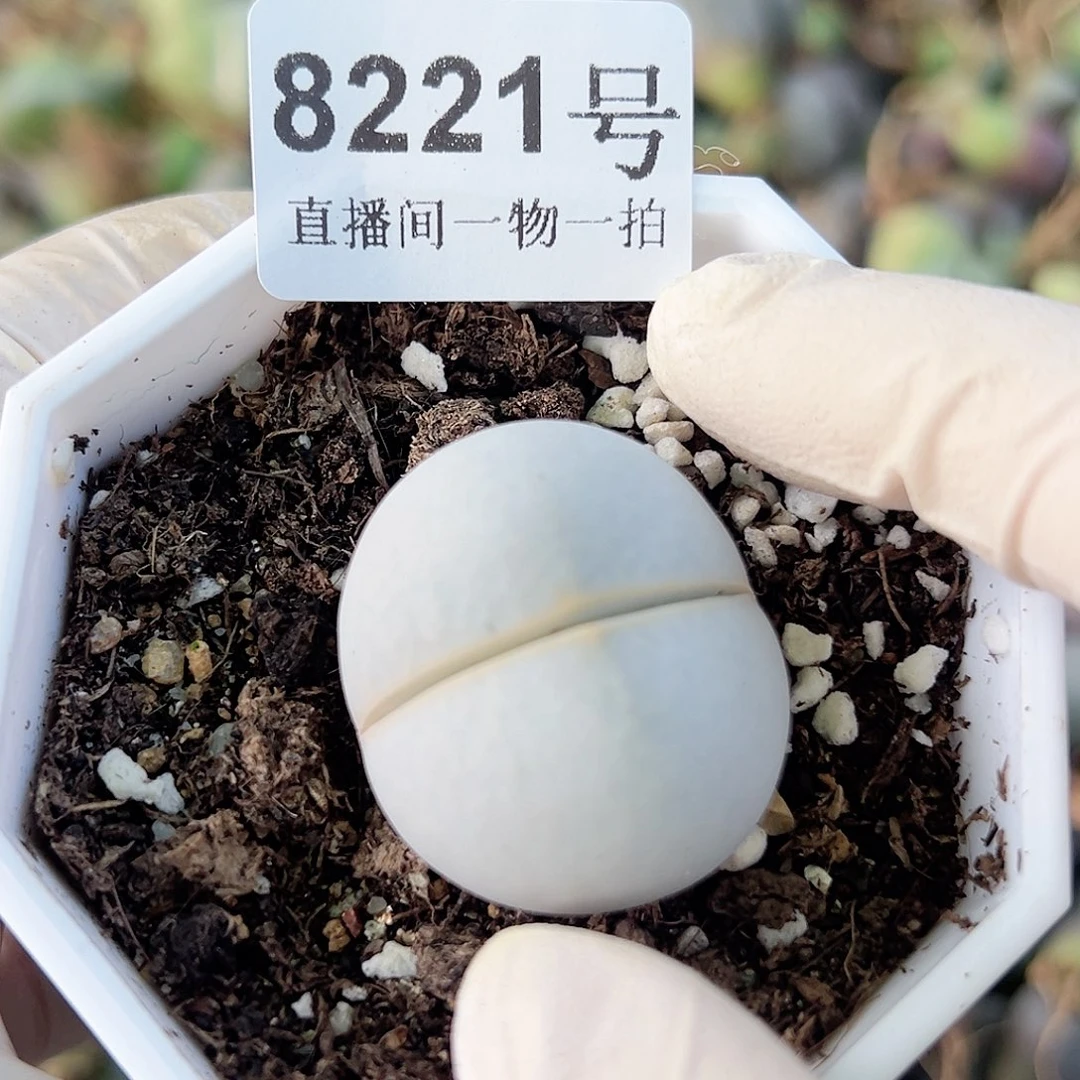 8221四年高尔夫3cm已经服盆