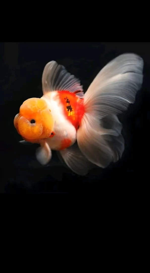 (黄牌)精品百褶泰狮，包邮包损，录开箱视频，无开箱视频不售后