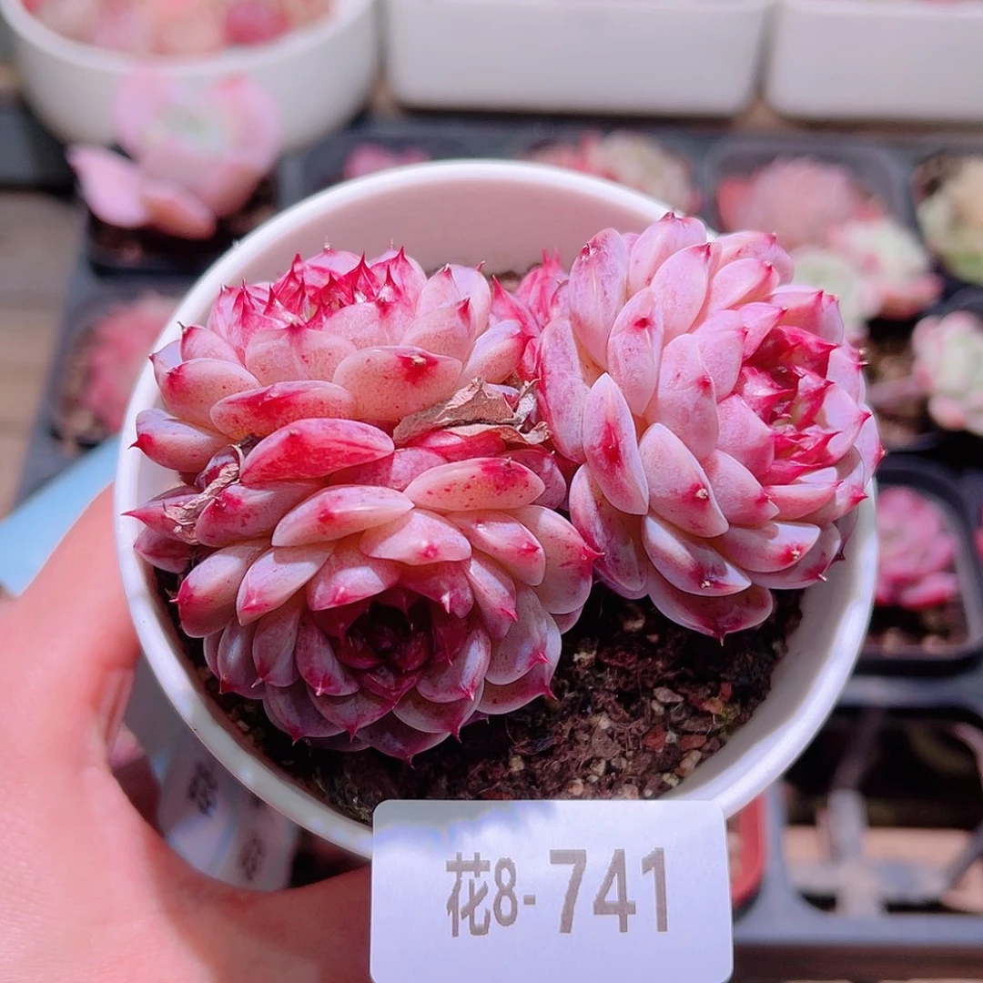 花利美8-741天鹅绒