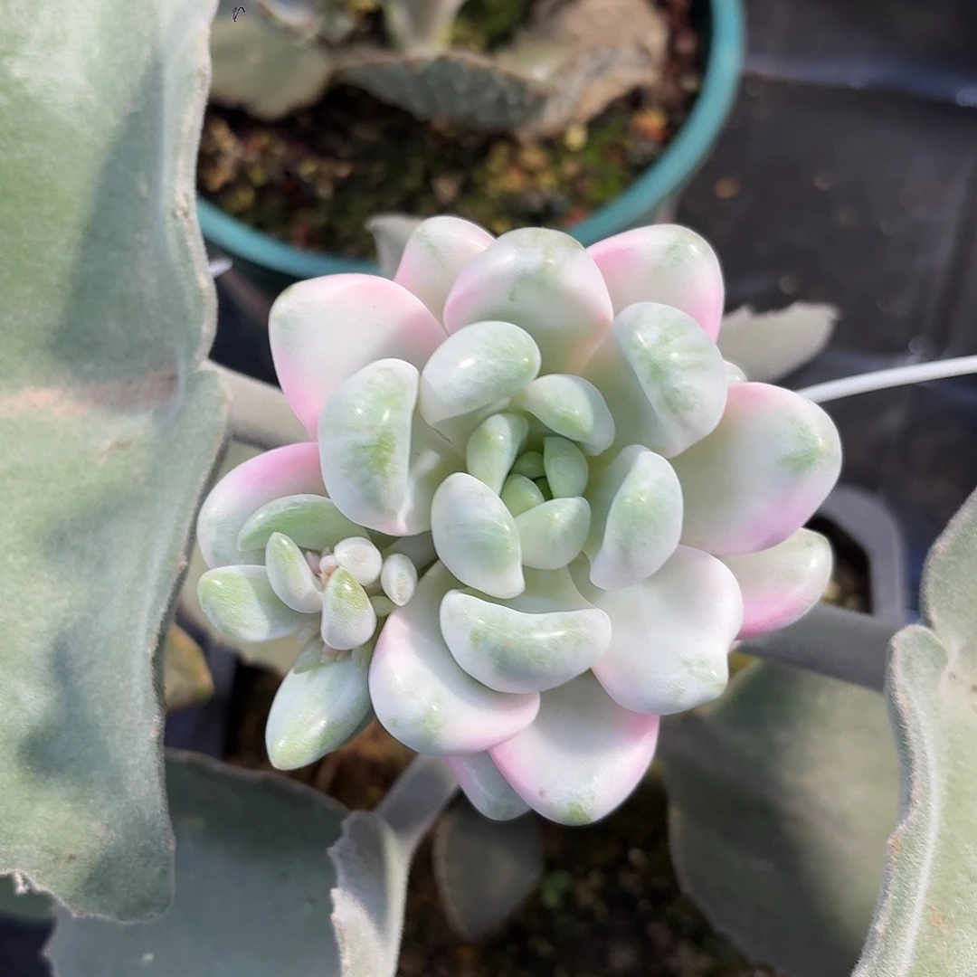 花斑鹿锦一物一拍