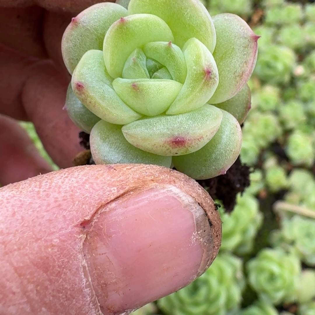 20-48左一麦秆珍妮苗子一颗量拍