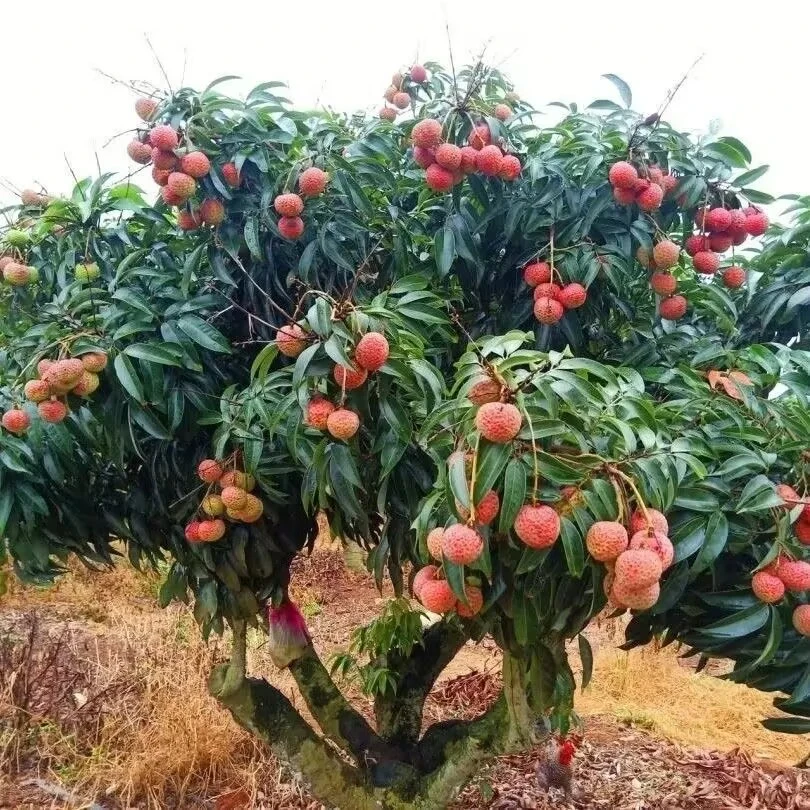 绿植一物一拍花卉