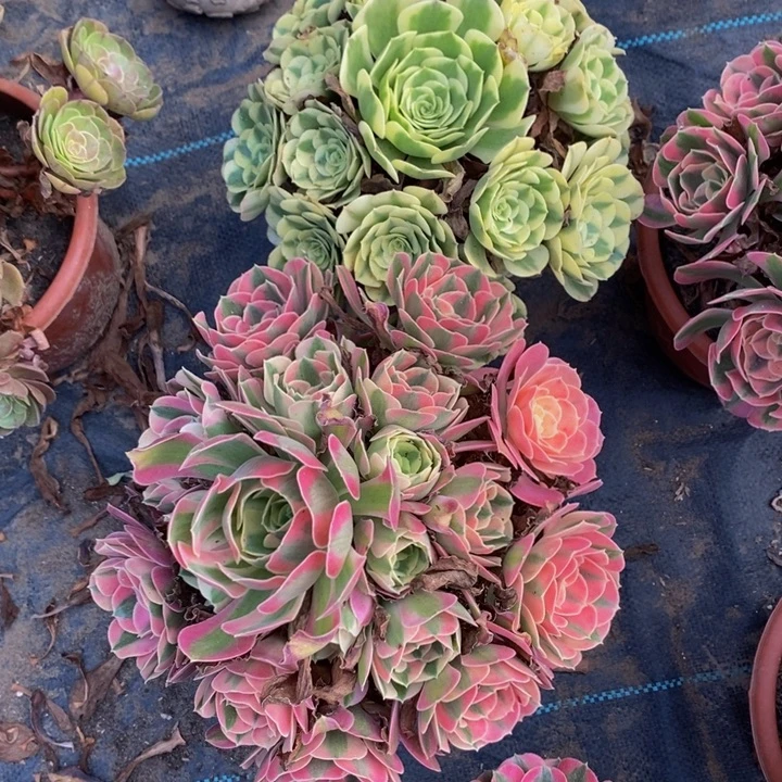 完全开放粉女巫加绿豆沙一组多肉植物