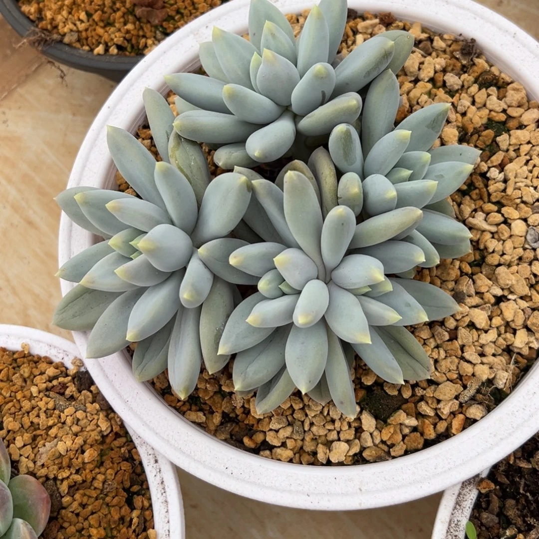 哥特萝莉 阿松多肉