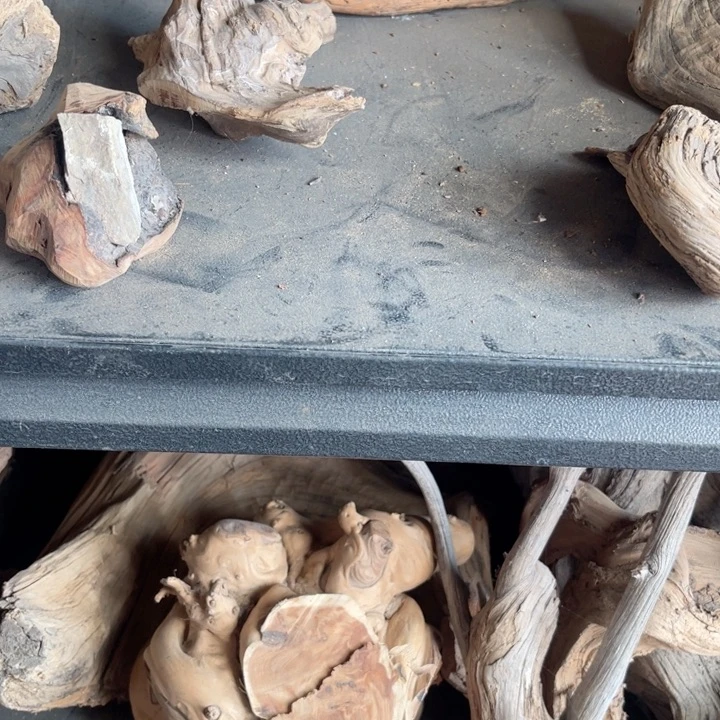 香榧木木*楊陈华留疤弹弓