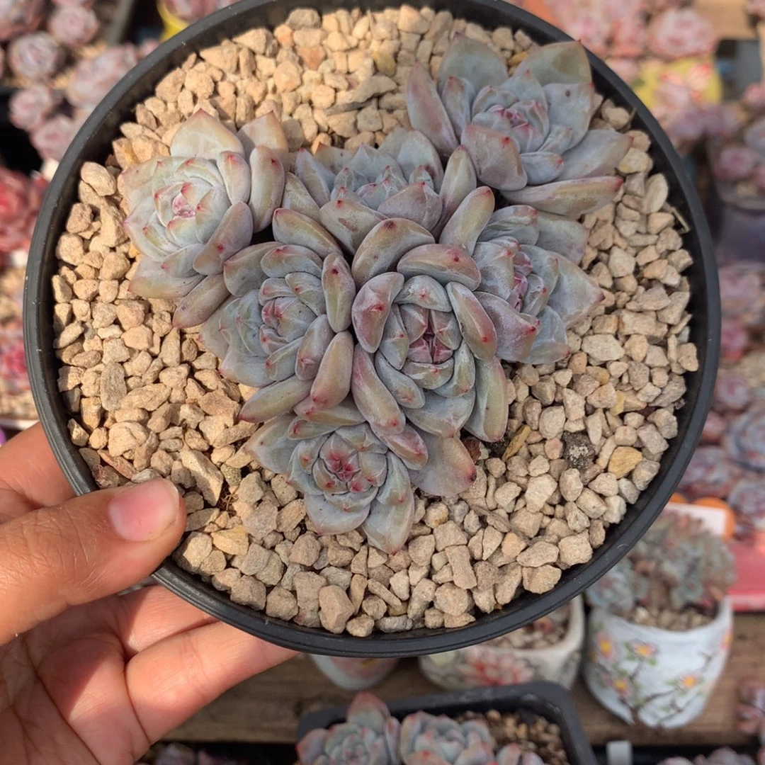 哈哈哈哈哈哈哈哈8