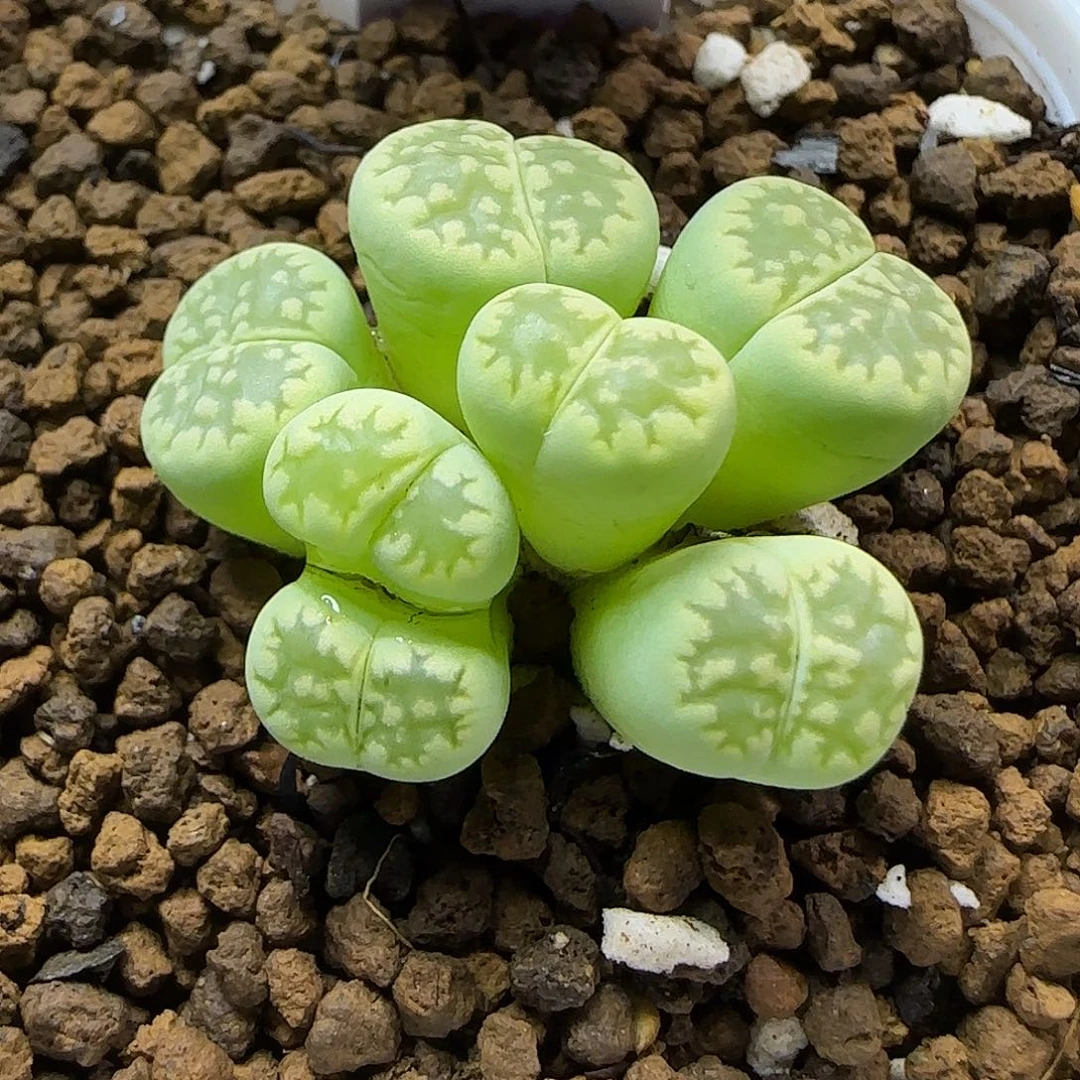 11.23. 绿福来群生.9006冠幅2.5cm
