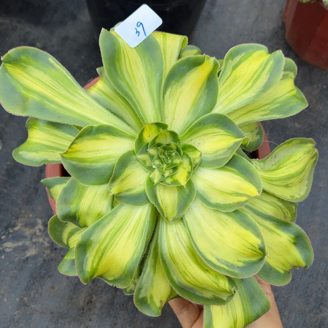 39暴君多肉嘻嘻嘻