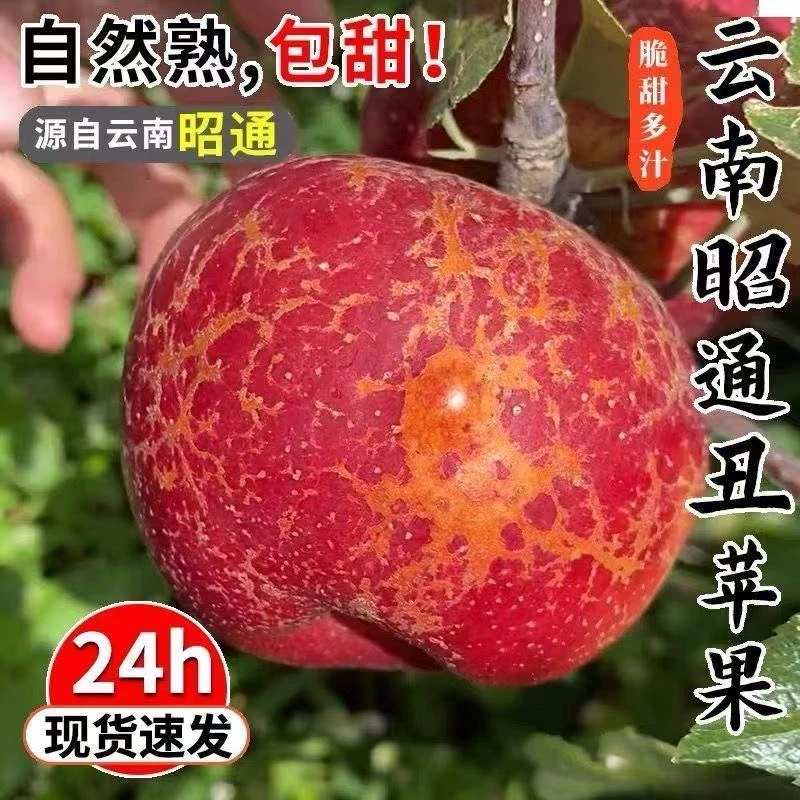 正宗云南昭通丑苹果糖心苹果5斤9斤装脆甜纯甜无酸