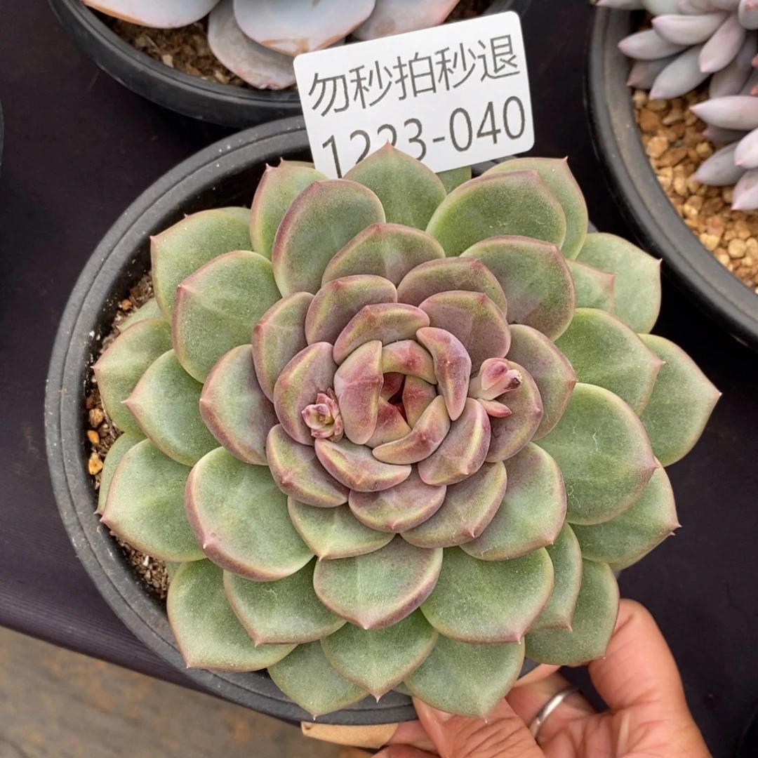 两单包邮1223-40溏心